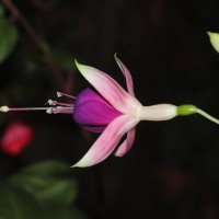 Fuchsia sp.